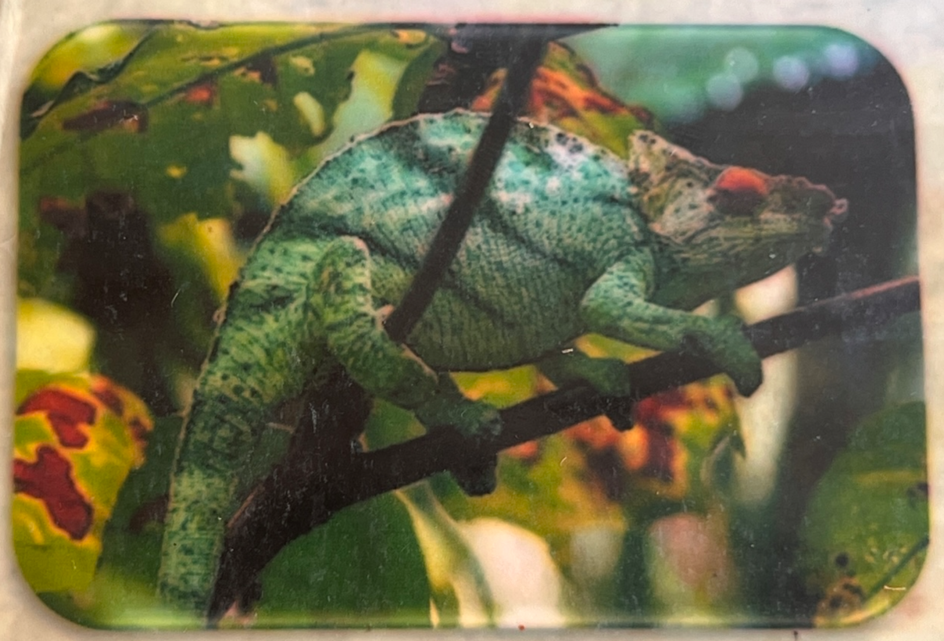 A male photographed in 2024