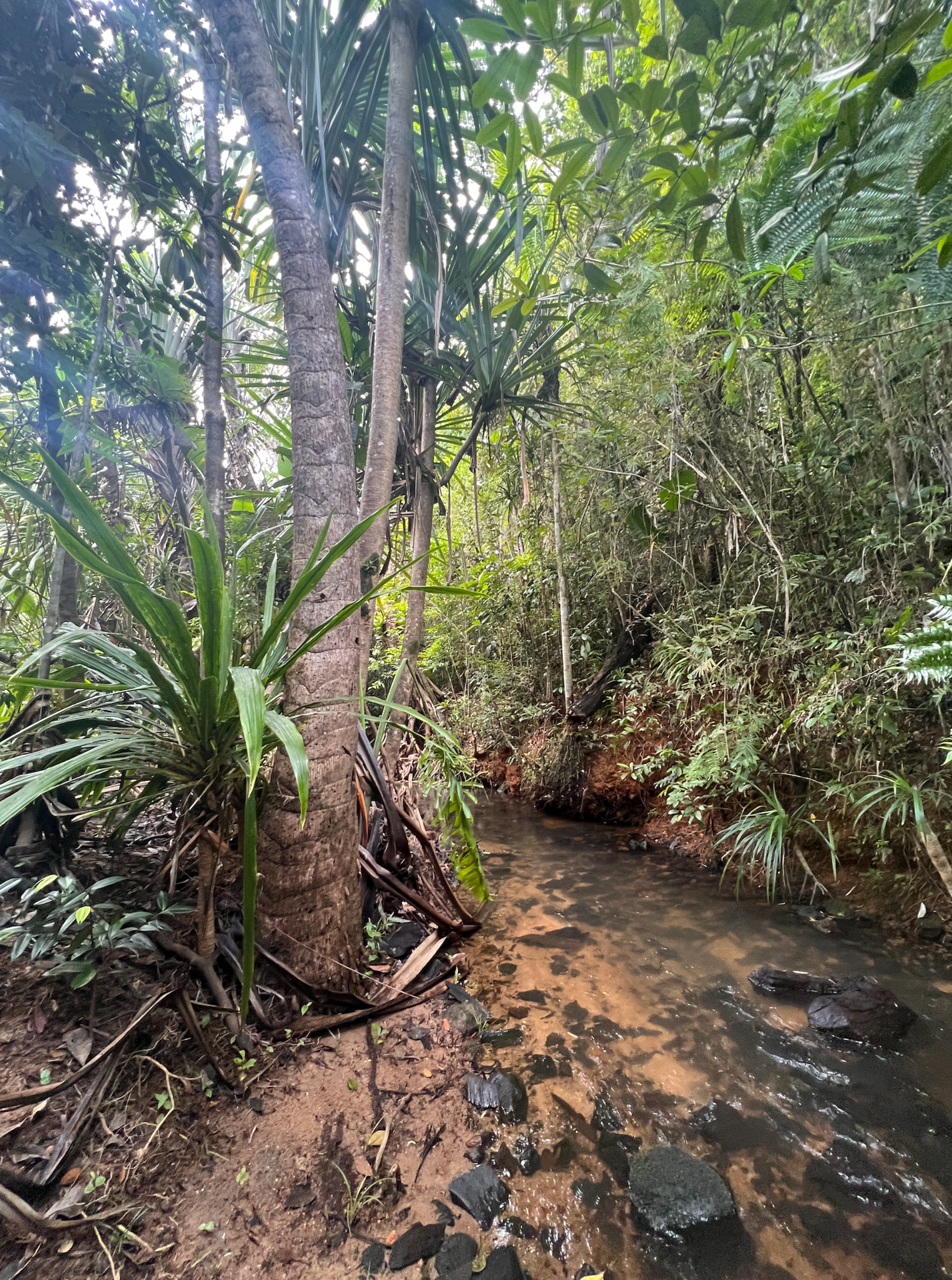 Rainforest in central Nosy Boraha