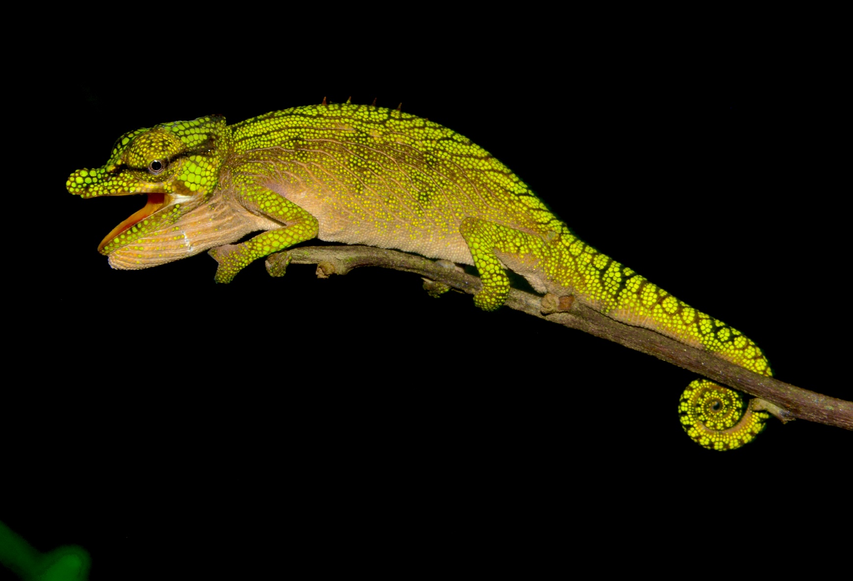 Male C. emelinae from a new locality