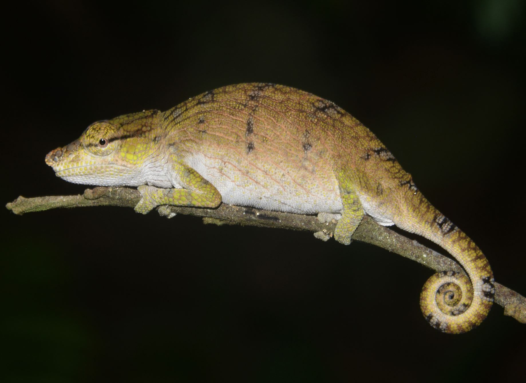 Female C. emelinae from a new locality