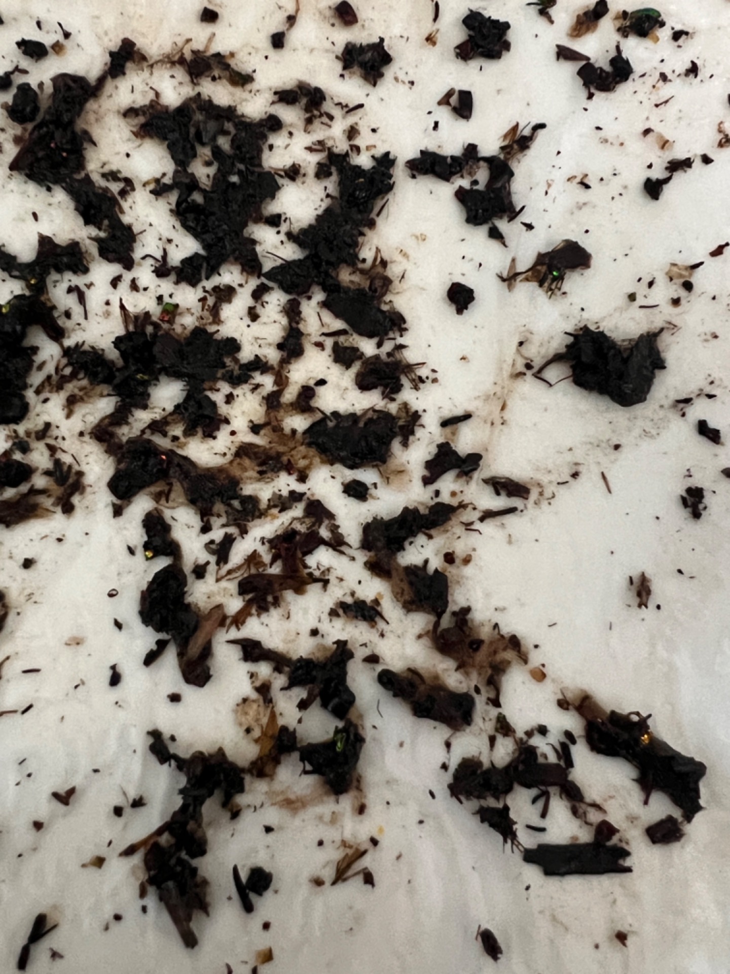 Fecal sample with undigested matter