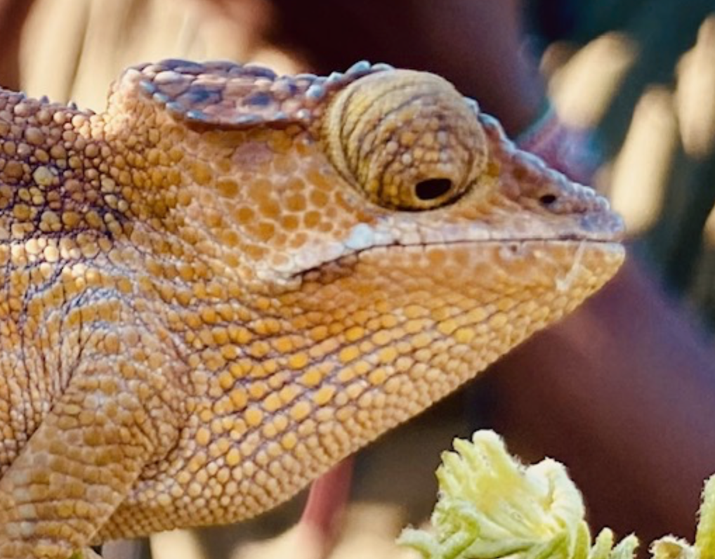 Kinyongia sp. S. Pare