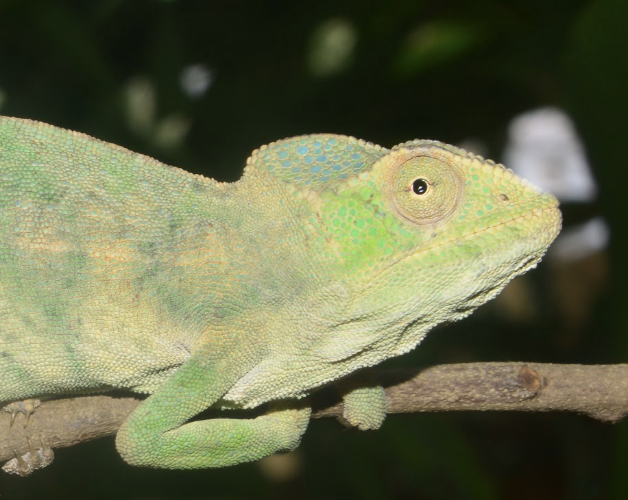 Furcifer viridian, Morondava, SW Madagascar with gulag subcutaneous filarial infestation, Photo P. Necas