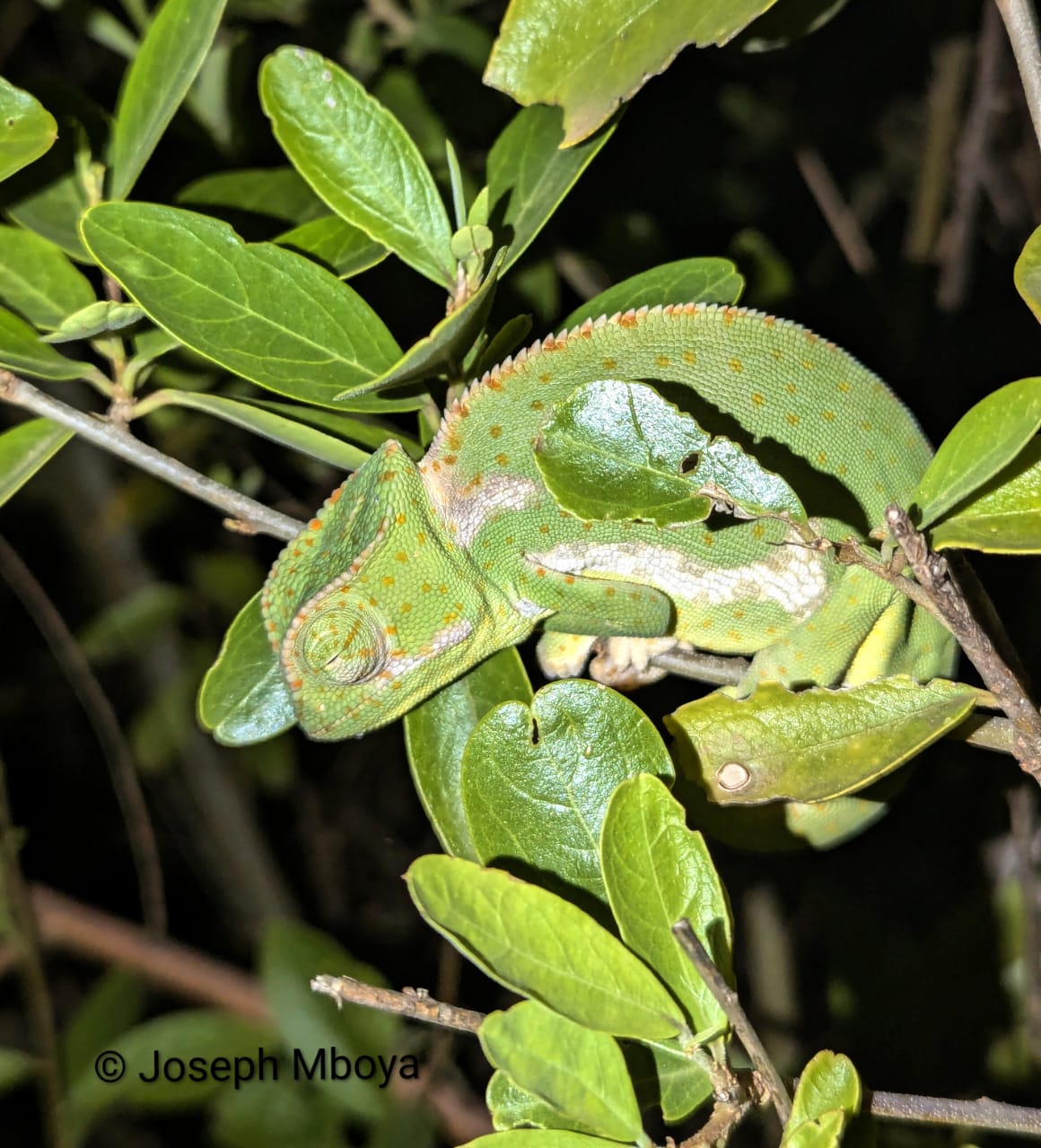 Chamaeleo gracilis, TZ