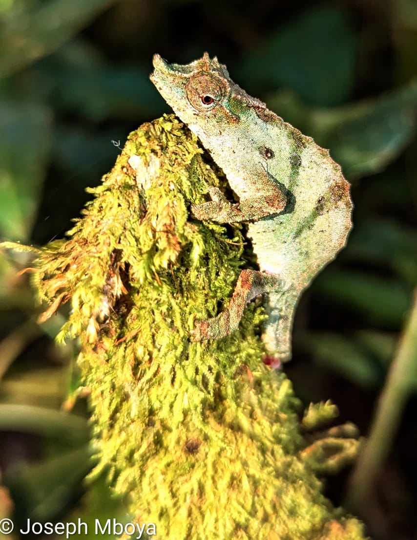 Rhampholeon sp. (probably undescribed), Nguru Mts., TZ