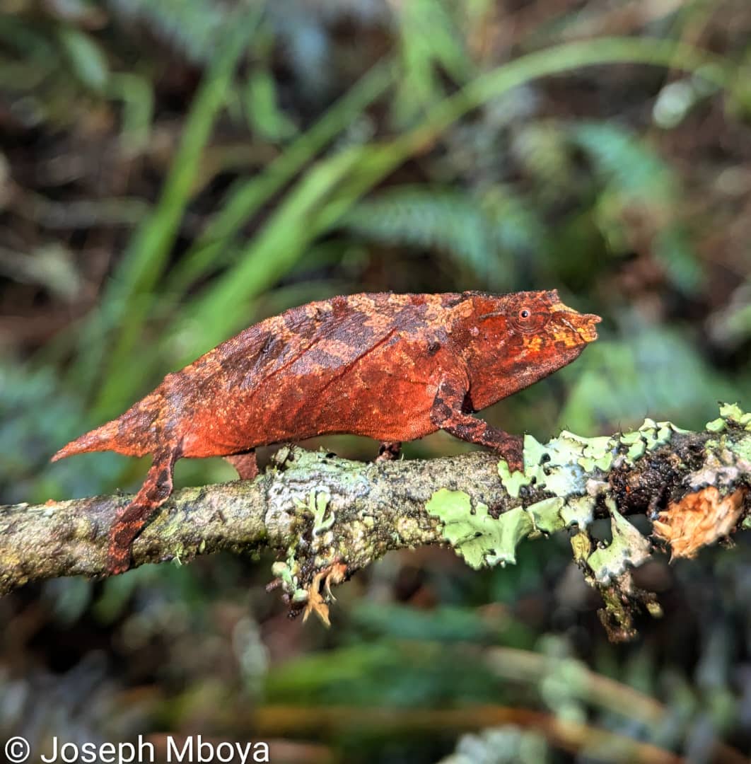 Rhampholeon princeeai, Nguru Mts., TZ