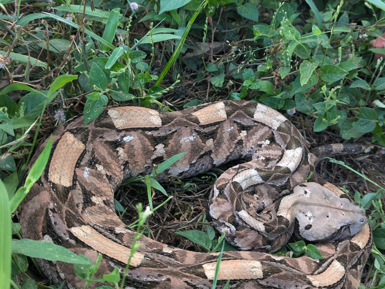 Bitis gabonica, Amani, E Usambara, TZ
