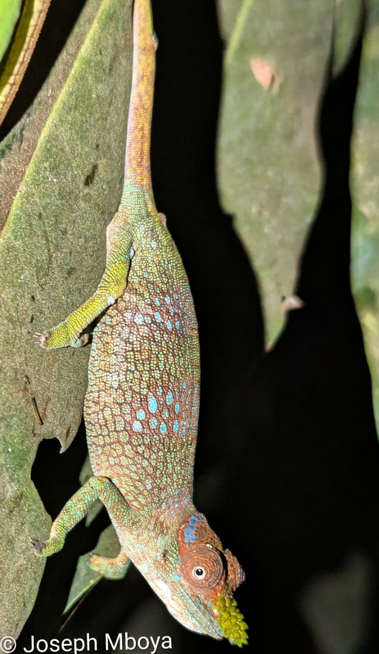 Kinyongia tenuis (F), Amani, E Usambara, TZ