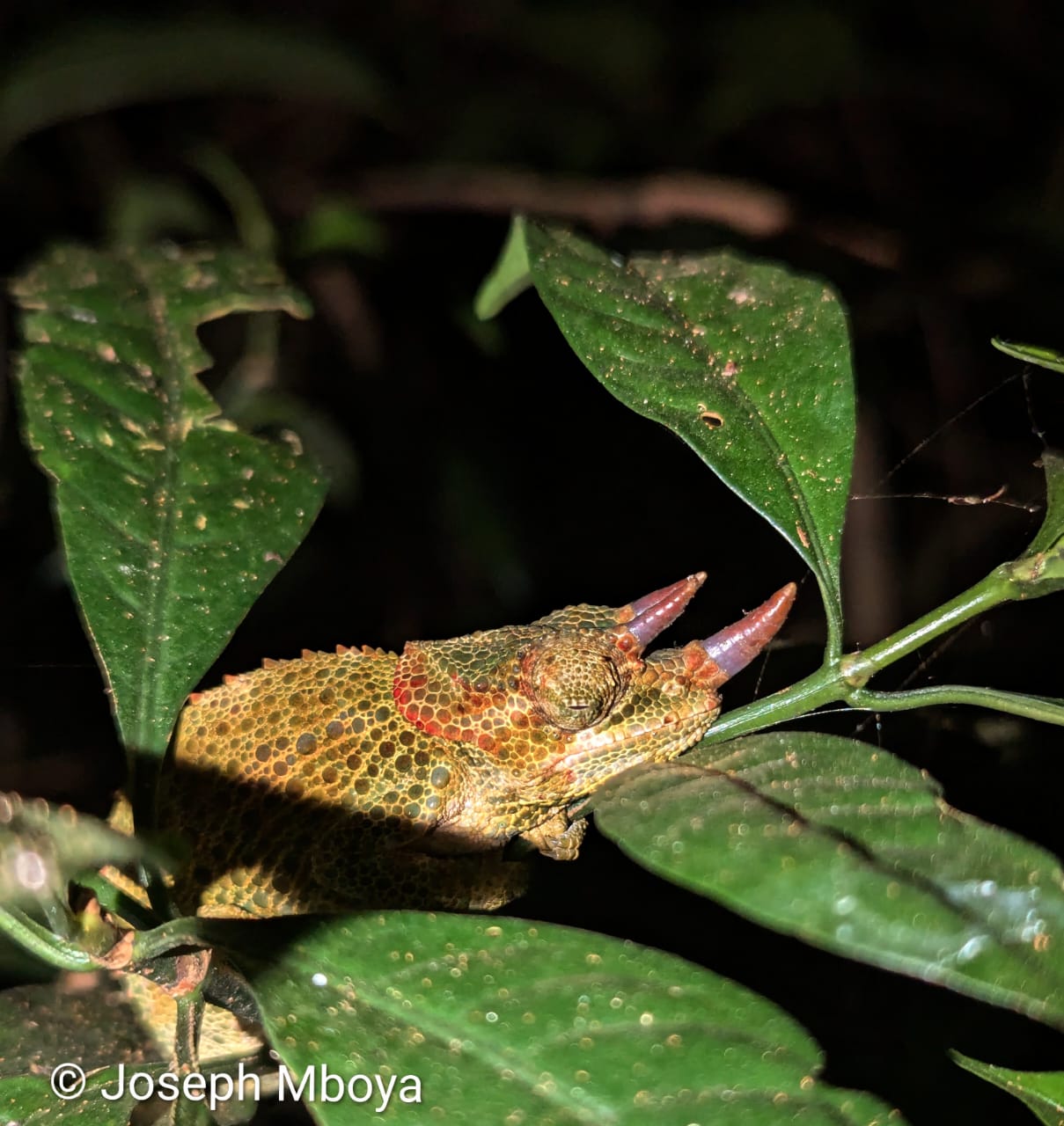Trioceros werneri (M), Uluguru, TZ