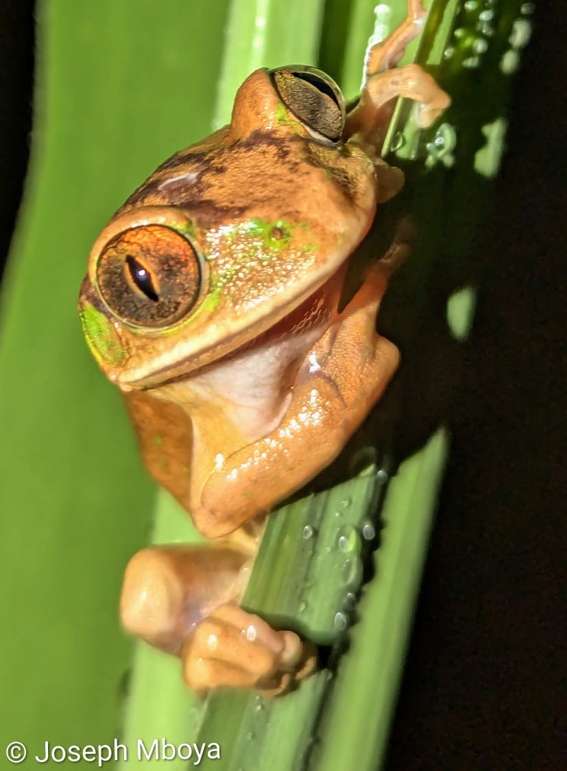 Leptopelis flavomaculatus, Uluguru, TZ