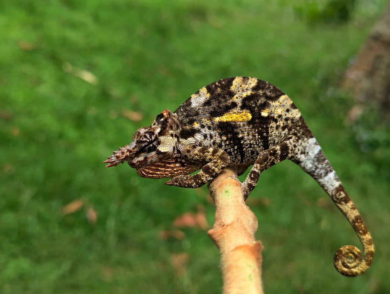 Kinyongia tavetana (M), Arusha, TZ