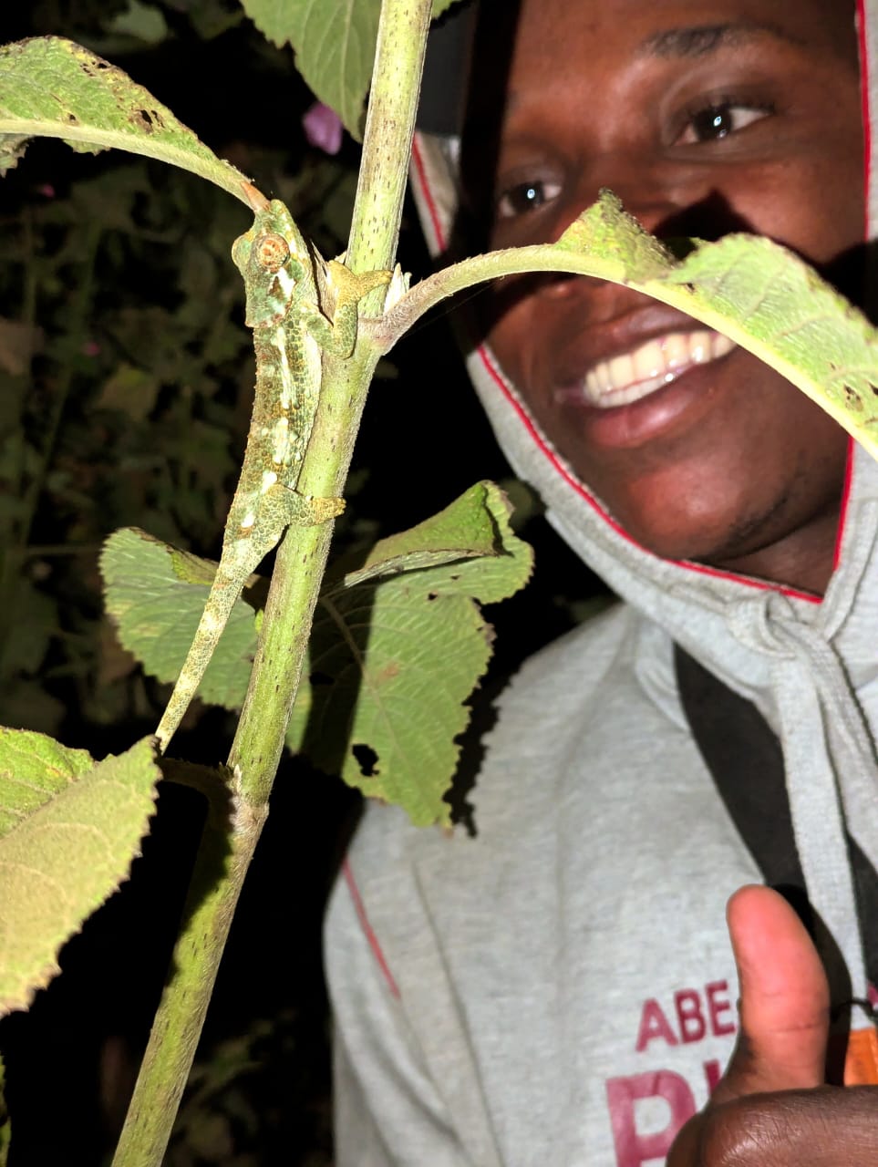 Trioceros werneri (F), Uluguru, TZ