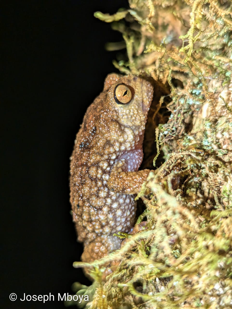 Callulina meteora, Mkingu Forest Reserve, TZ