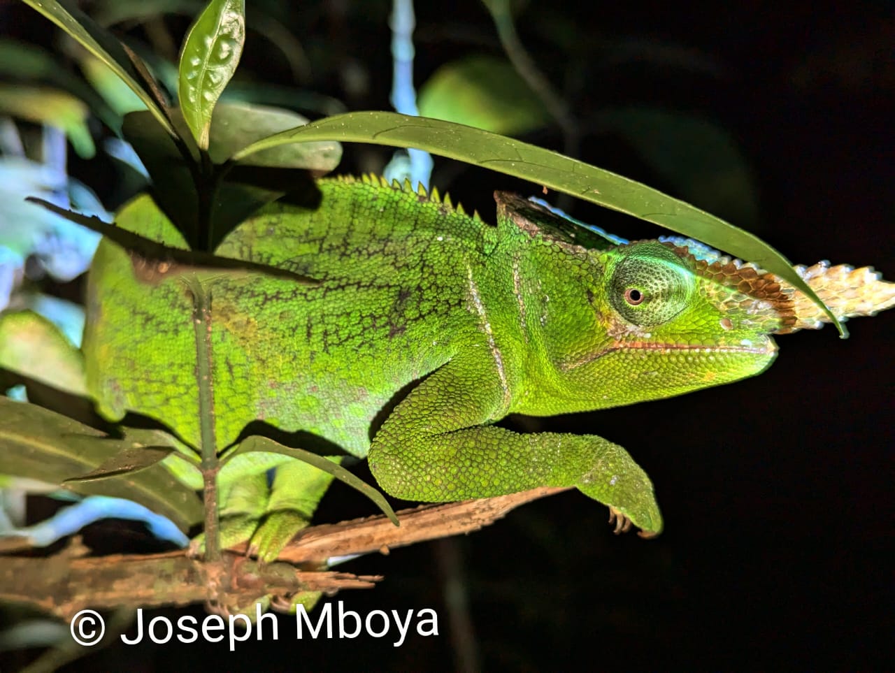 Kinyongia matschiei (M), Amani, E Usambara, TZ