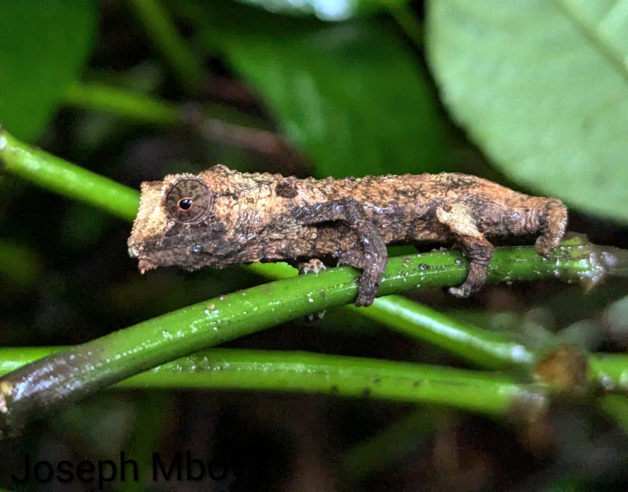 Rieppeleon brevicaudatus, TZ
