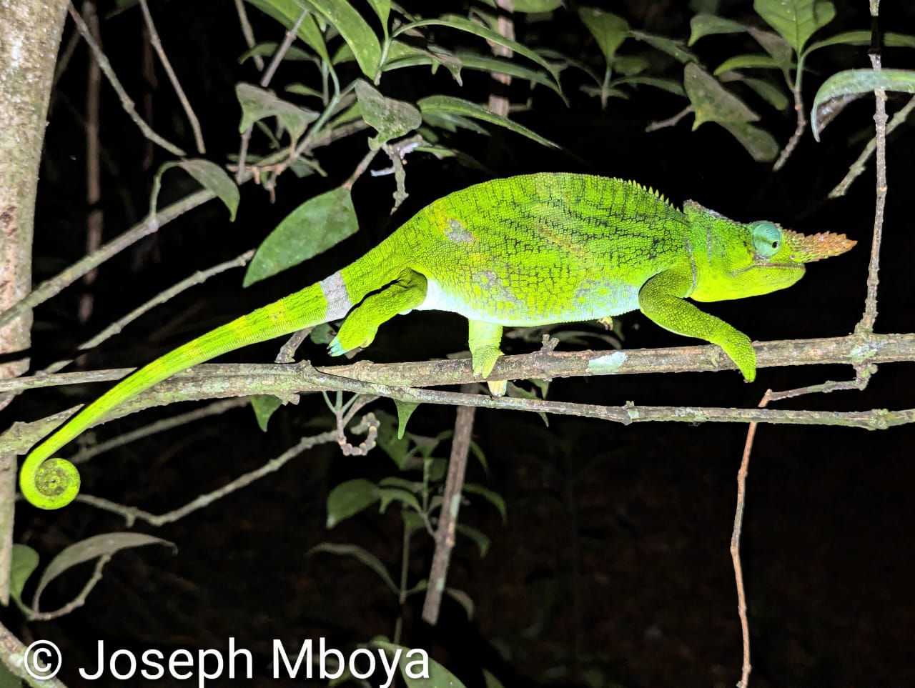 Kinyongia matschiei (M), Amani, E Usambara, TZ