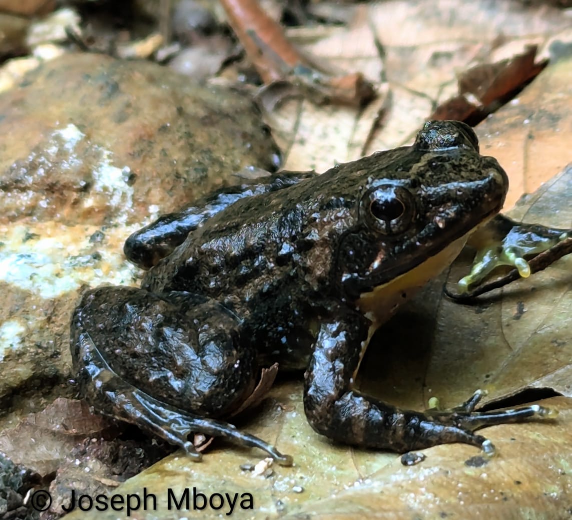 Phrynobathrachus krefftii, Amani, E Usambara, TZ
