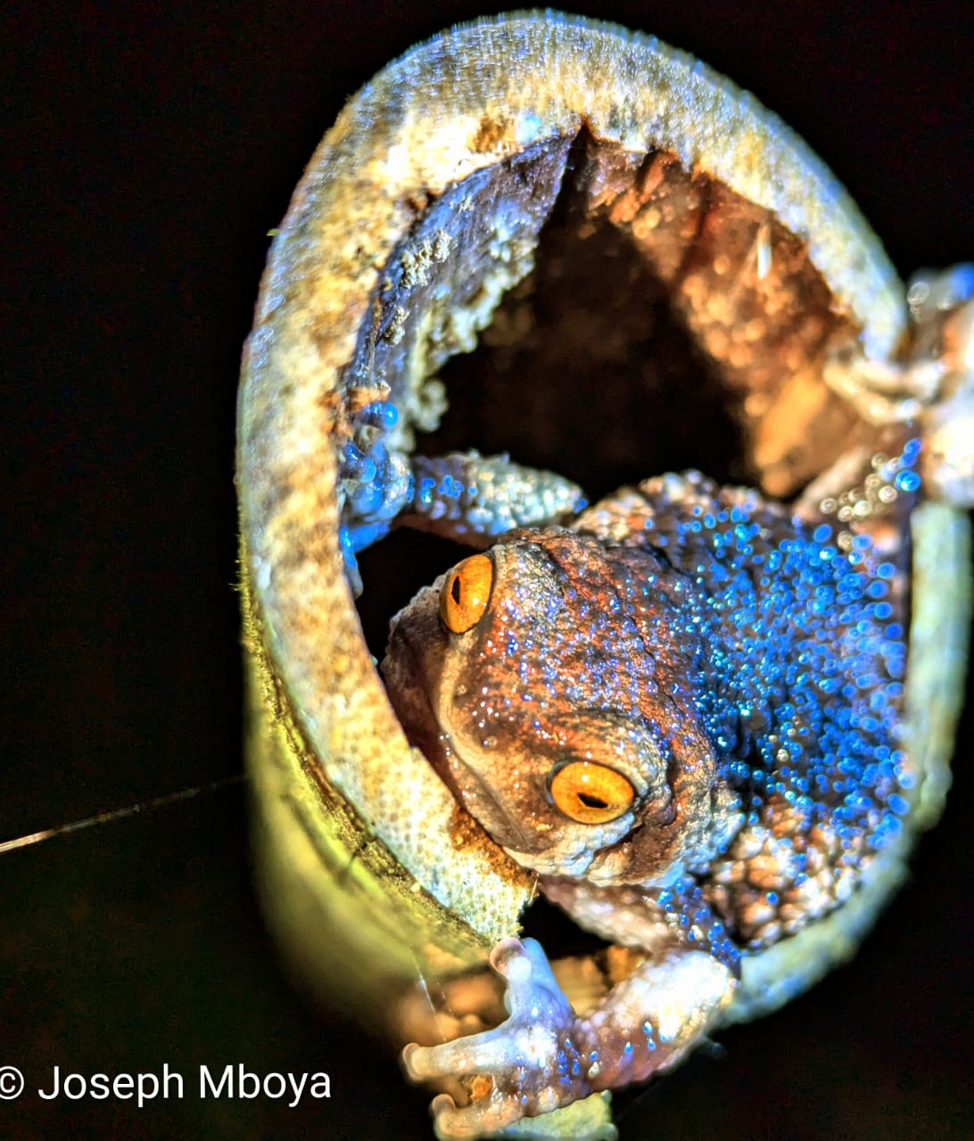 Callulina meteora, Mkingu Forest Reserve, TZ