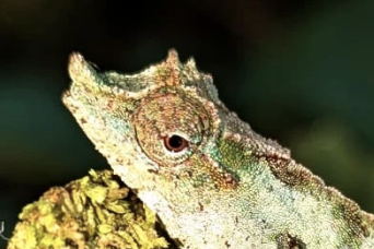 Rhampholeon sp. S Nguru