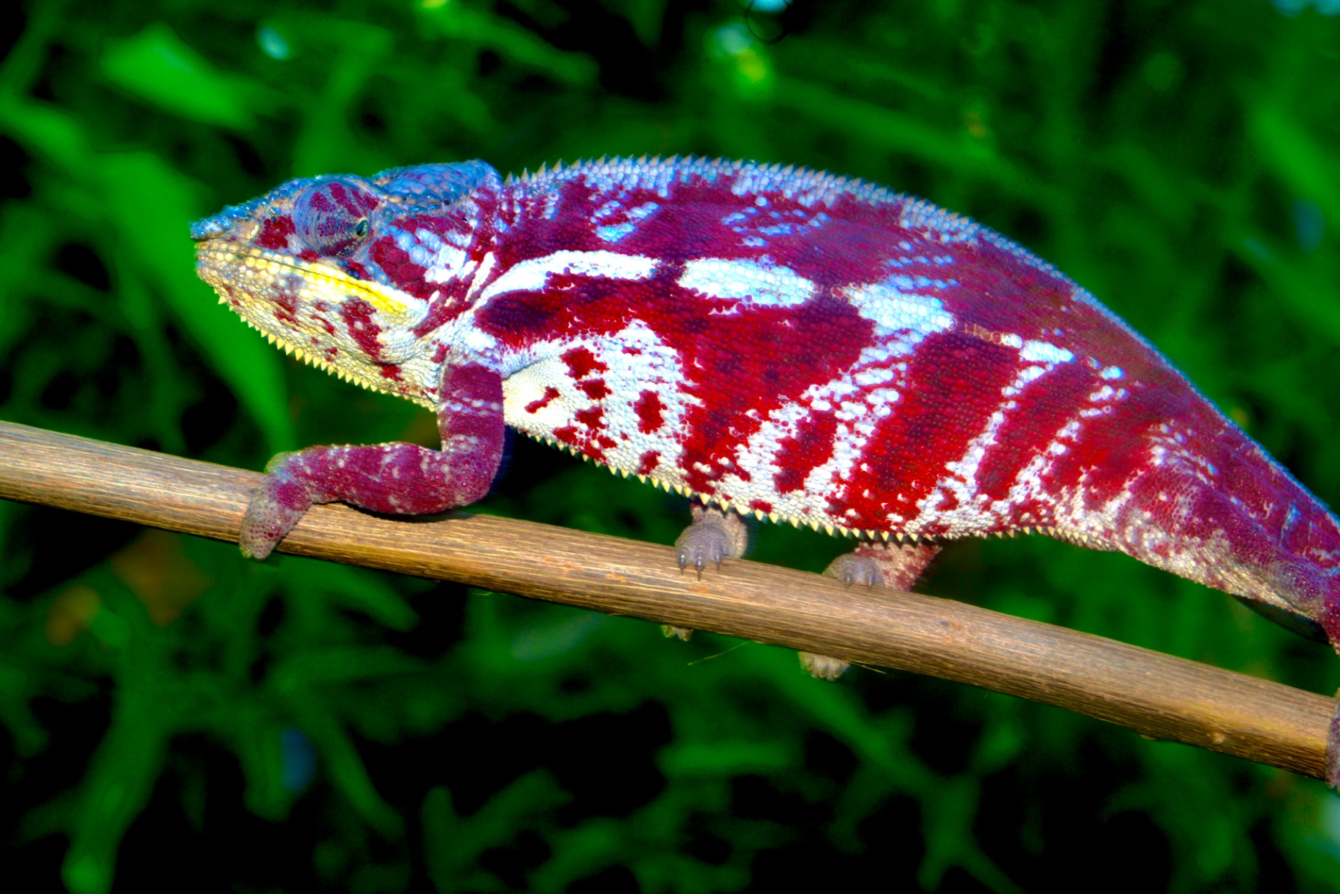 F pardalis TAMATAVE