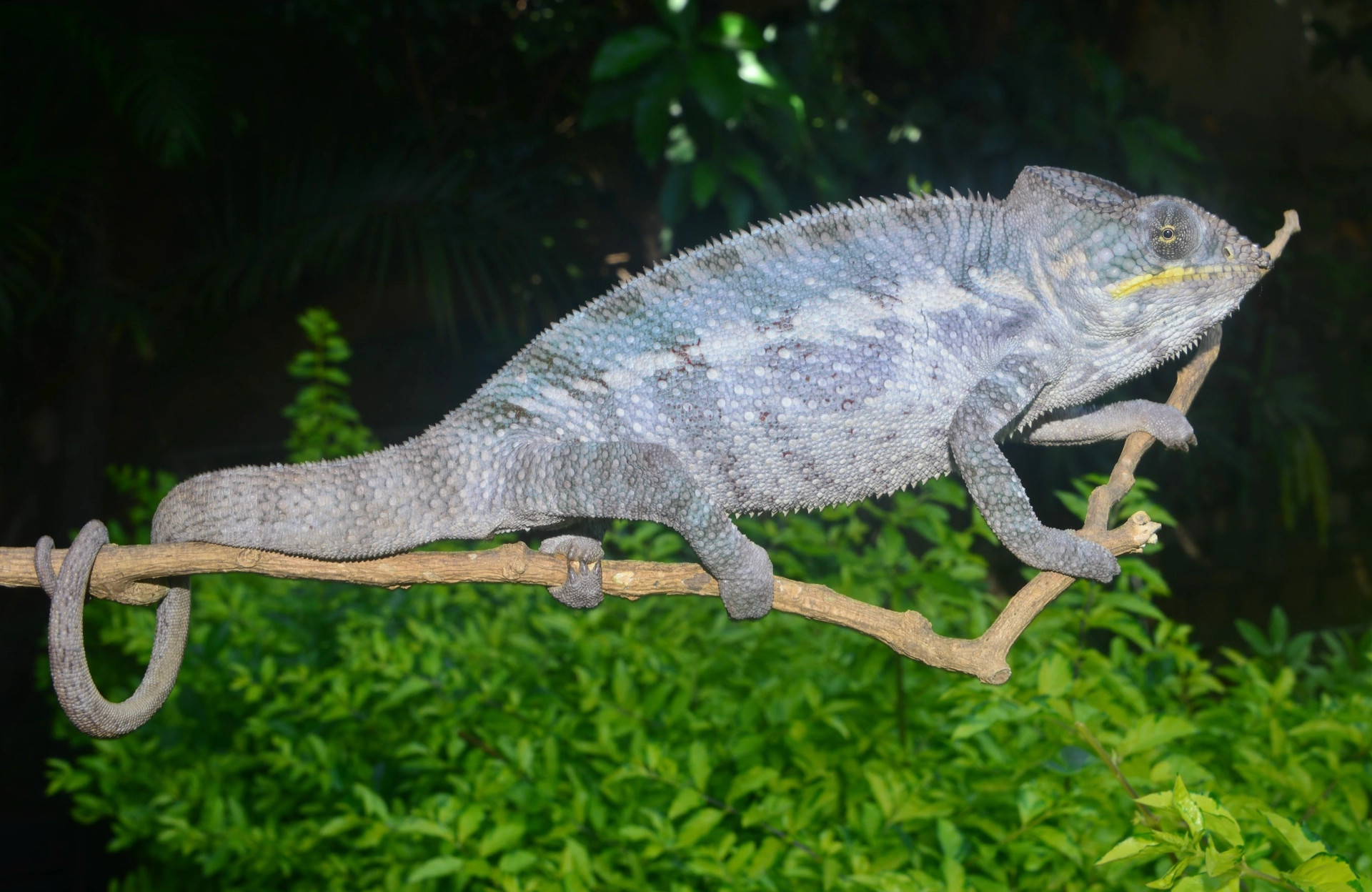 F pardalis VAVATENINA