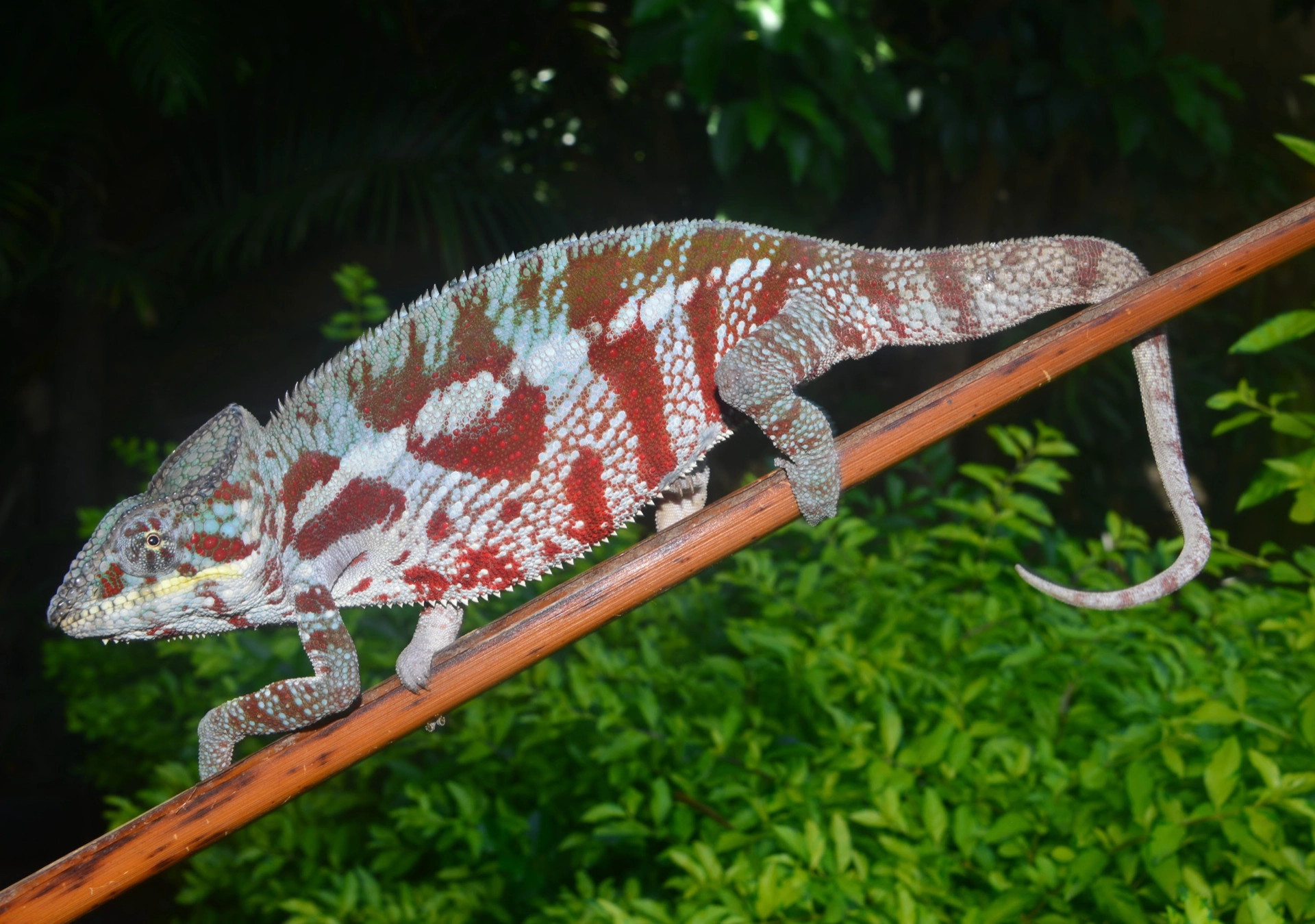 F. pardalis NOSY BORAHA