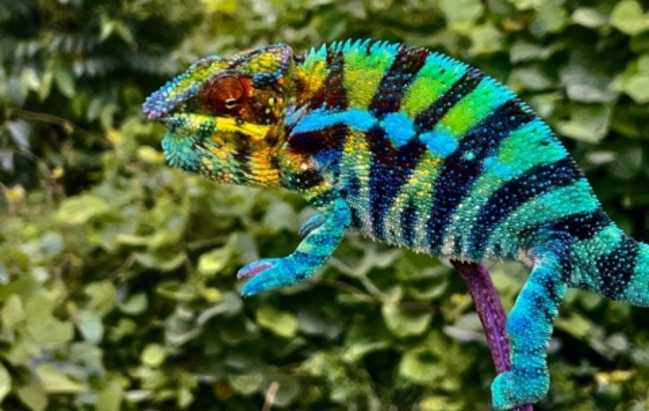 F pardalis AMBANJA