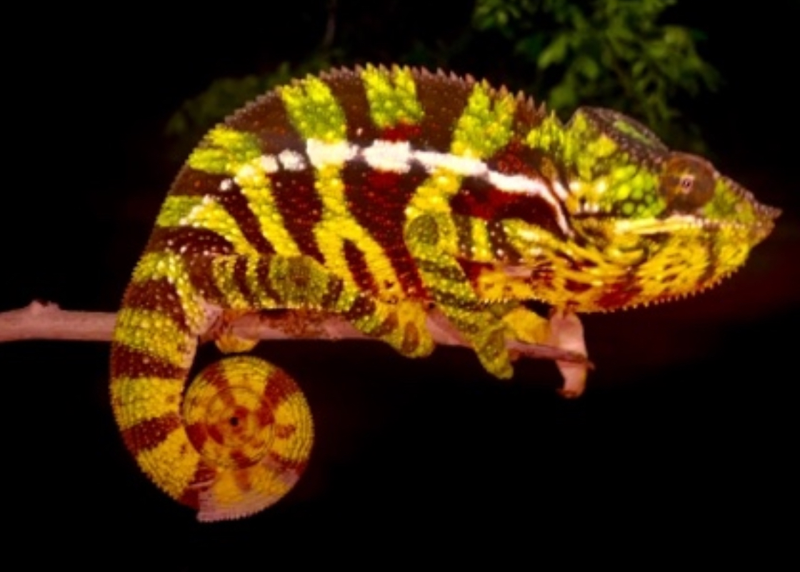 F pardalis ANTSIRANANA (Diego Suarez)