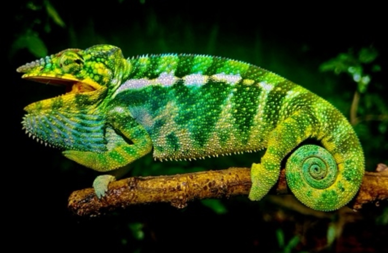 F.pardalis NOSY KOMBA