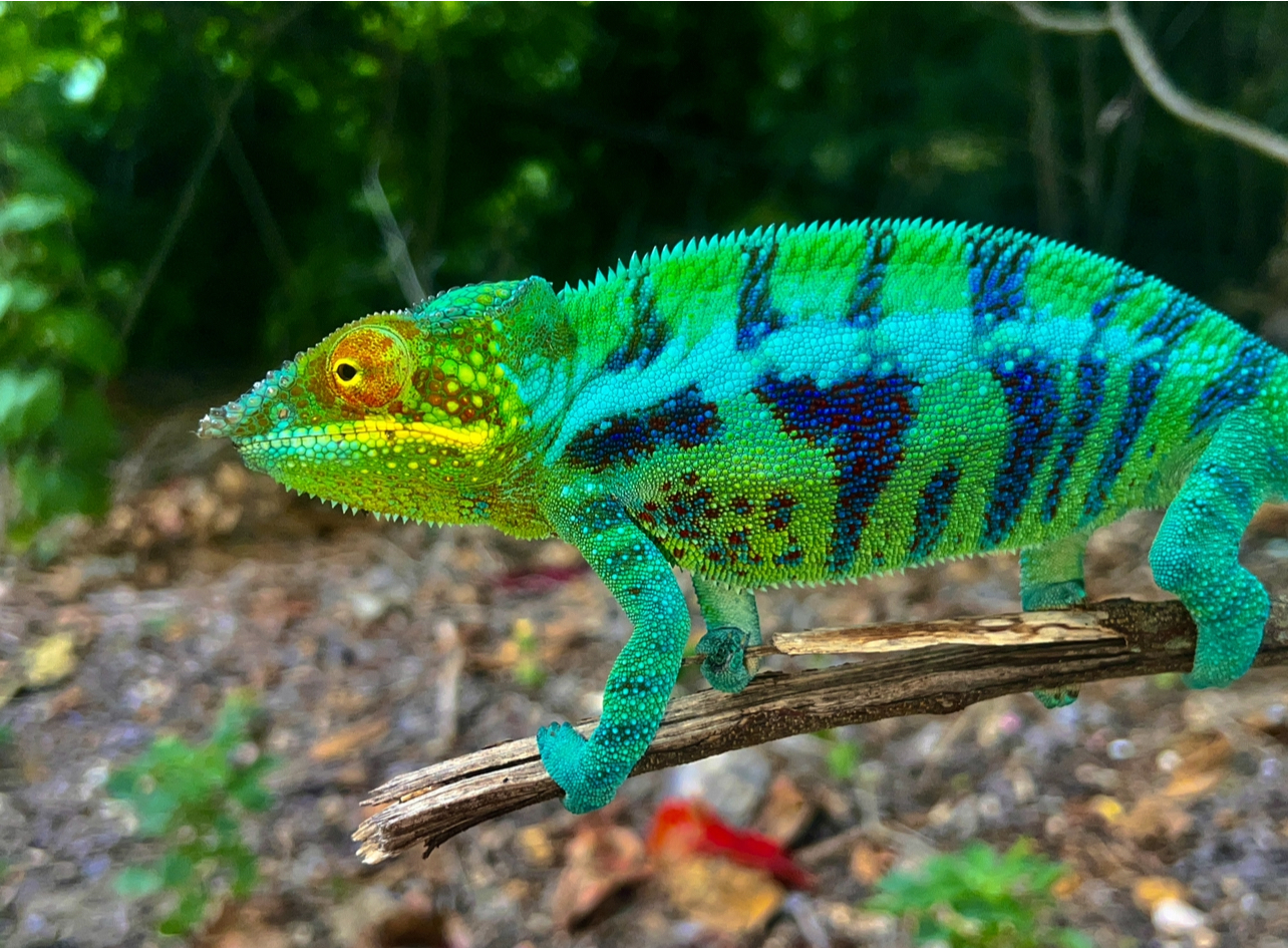 F.pardalis NOSY TANIKELY
