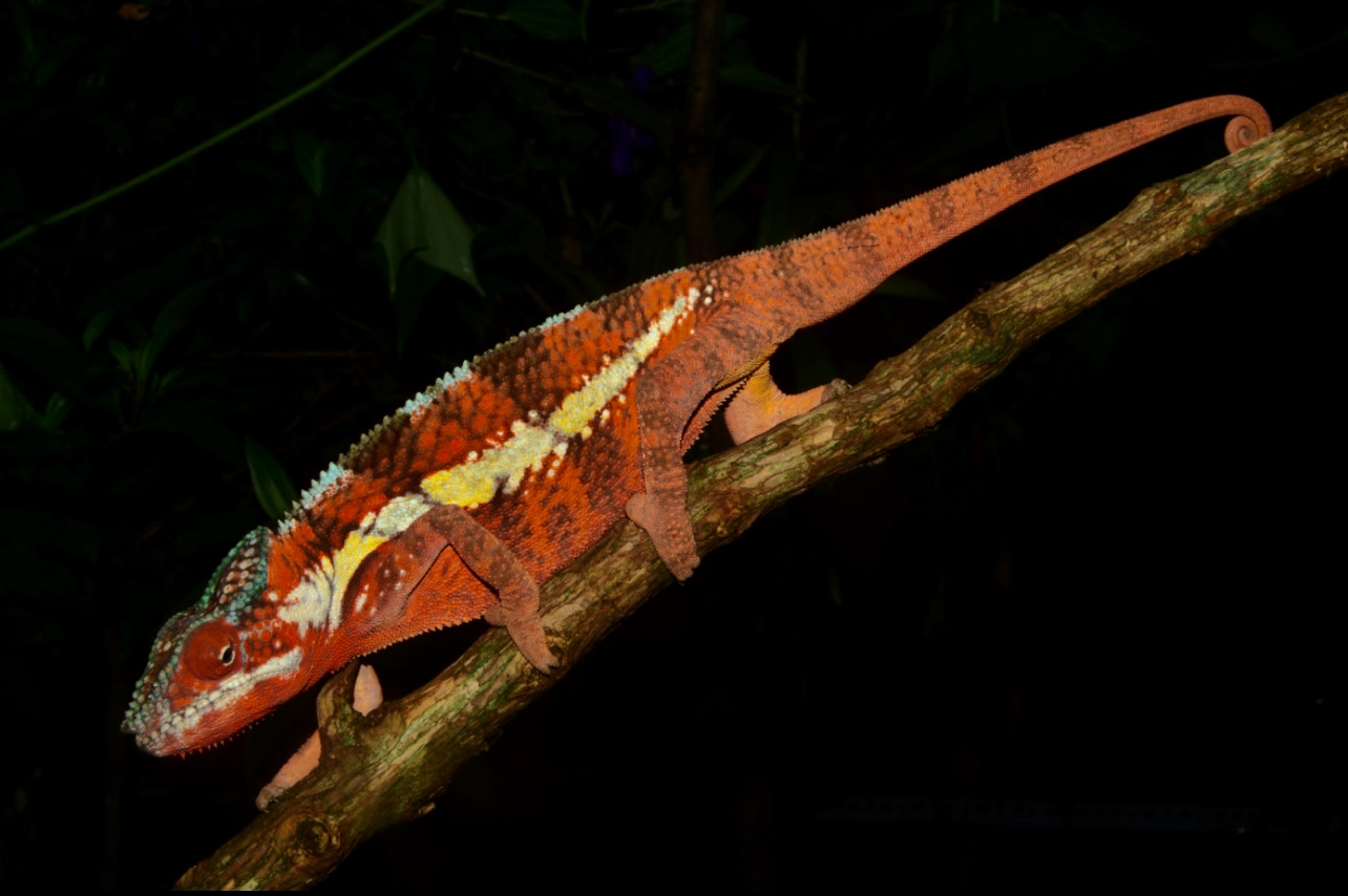 F. pardalis ANKARAMIBE