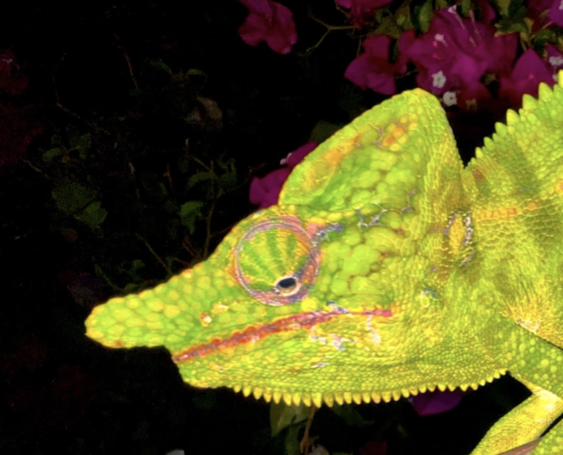 Furcifer voeltzkowi
