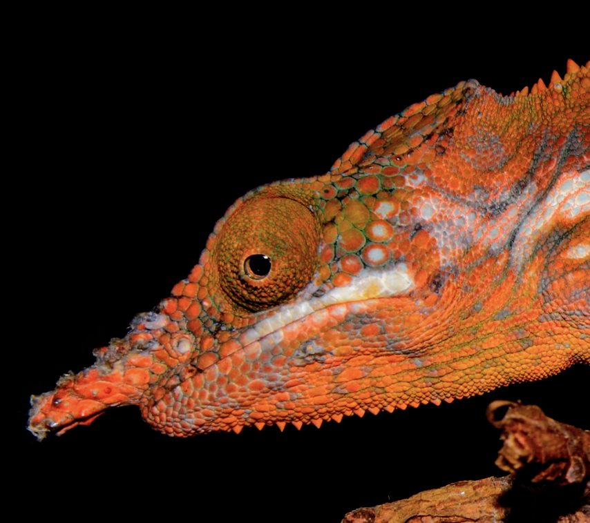 Furcifer angeli