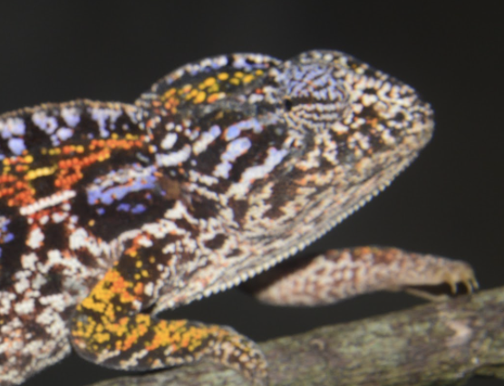Furcifer lateralis