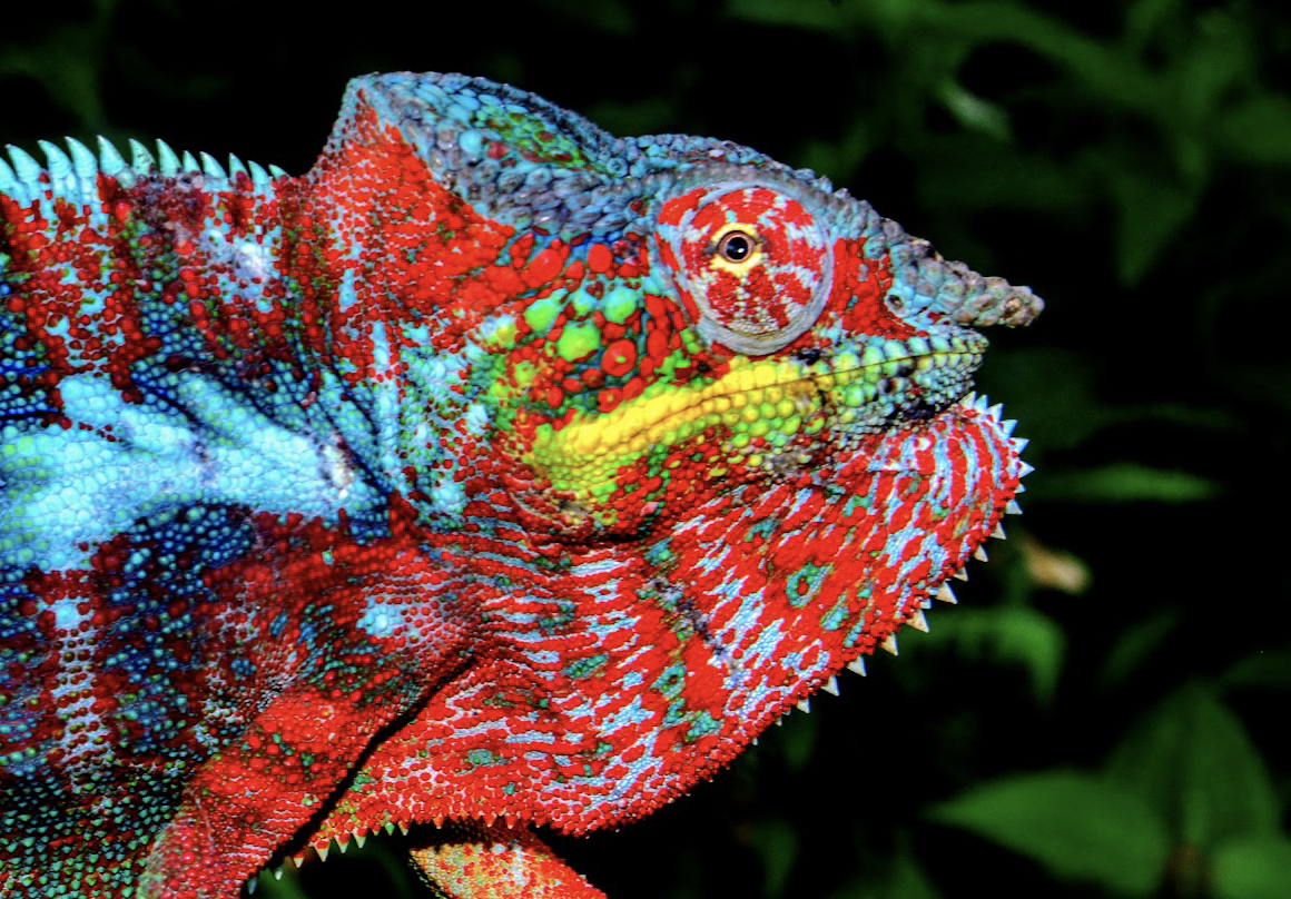 Furcifer pardalis