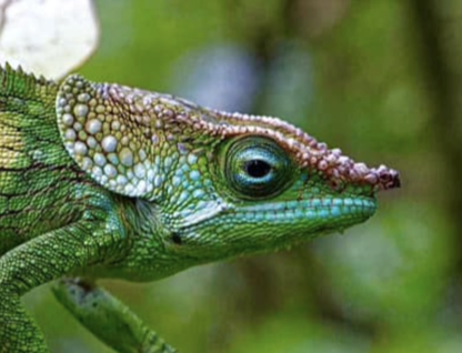 Calumma sp. cf malthe Marojejy