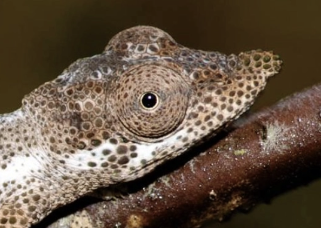 Calumma sp. van Heygen