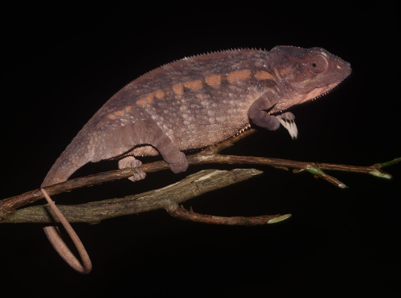 F pardalis female from Nosy Boraha