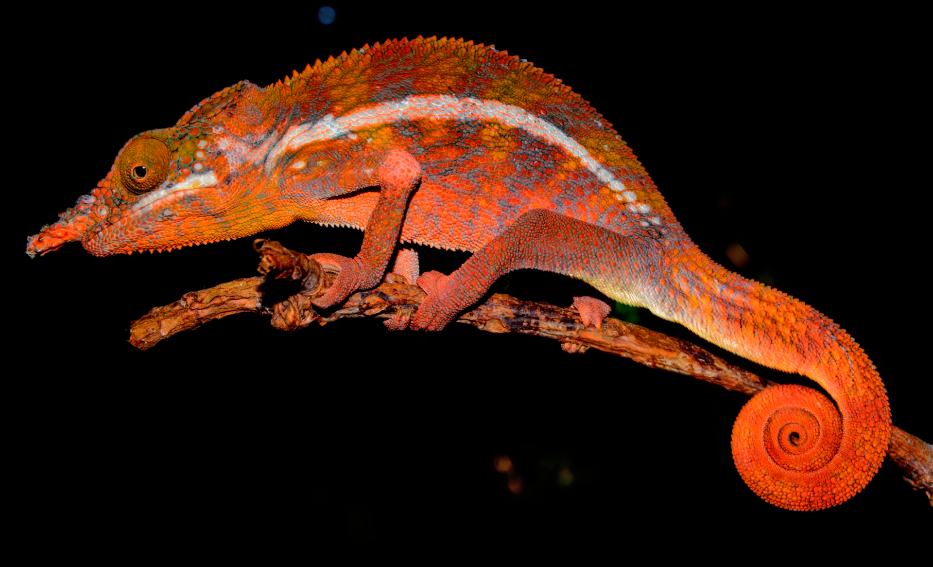 Adult male in breeding season, Fara Be