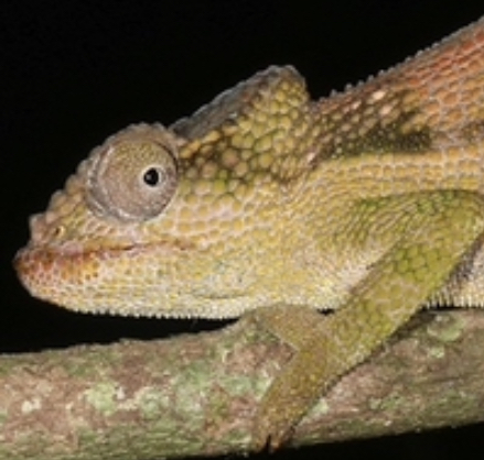 Nadzikambia franklinae
