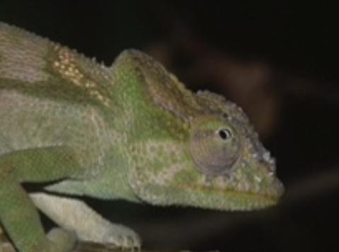 Nadzikambia evanescens