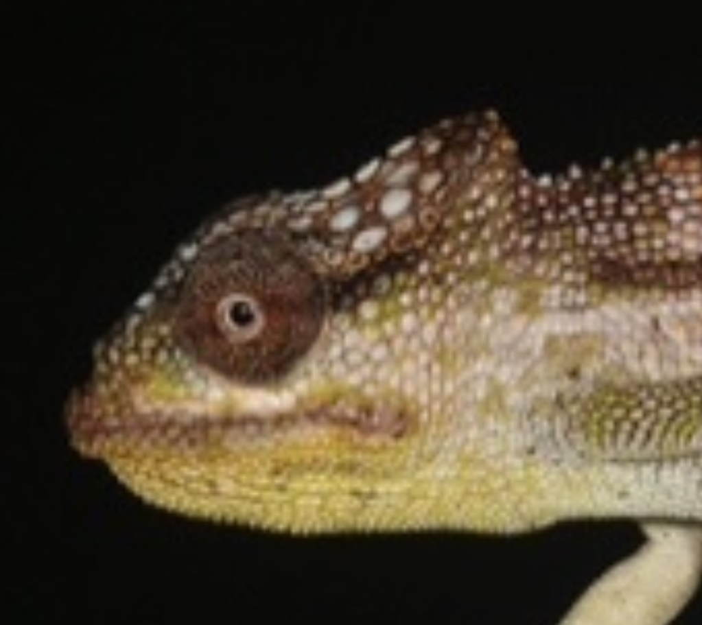 Nadzikambia baylissi