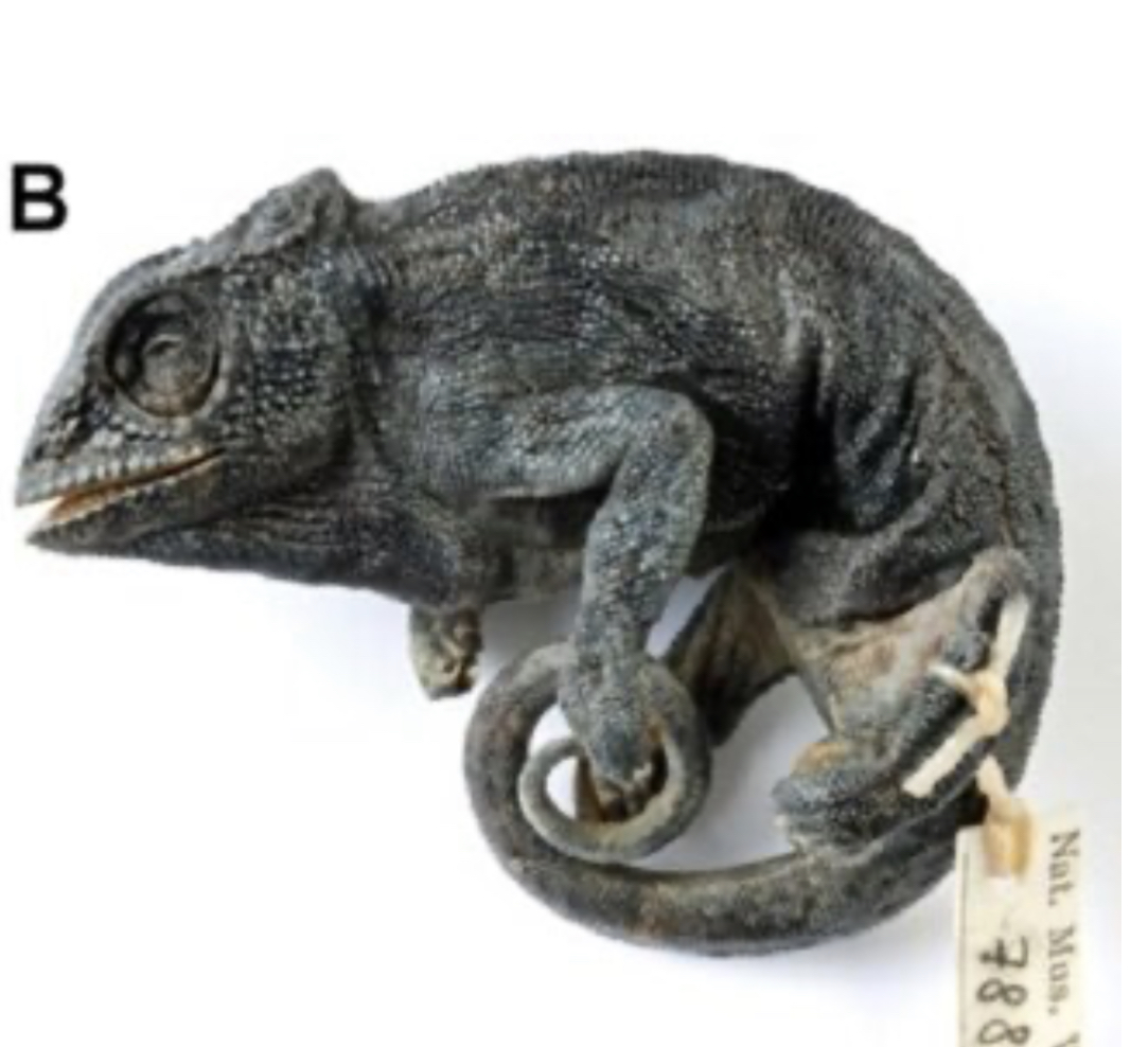 Type of T. tremperi, NMW