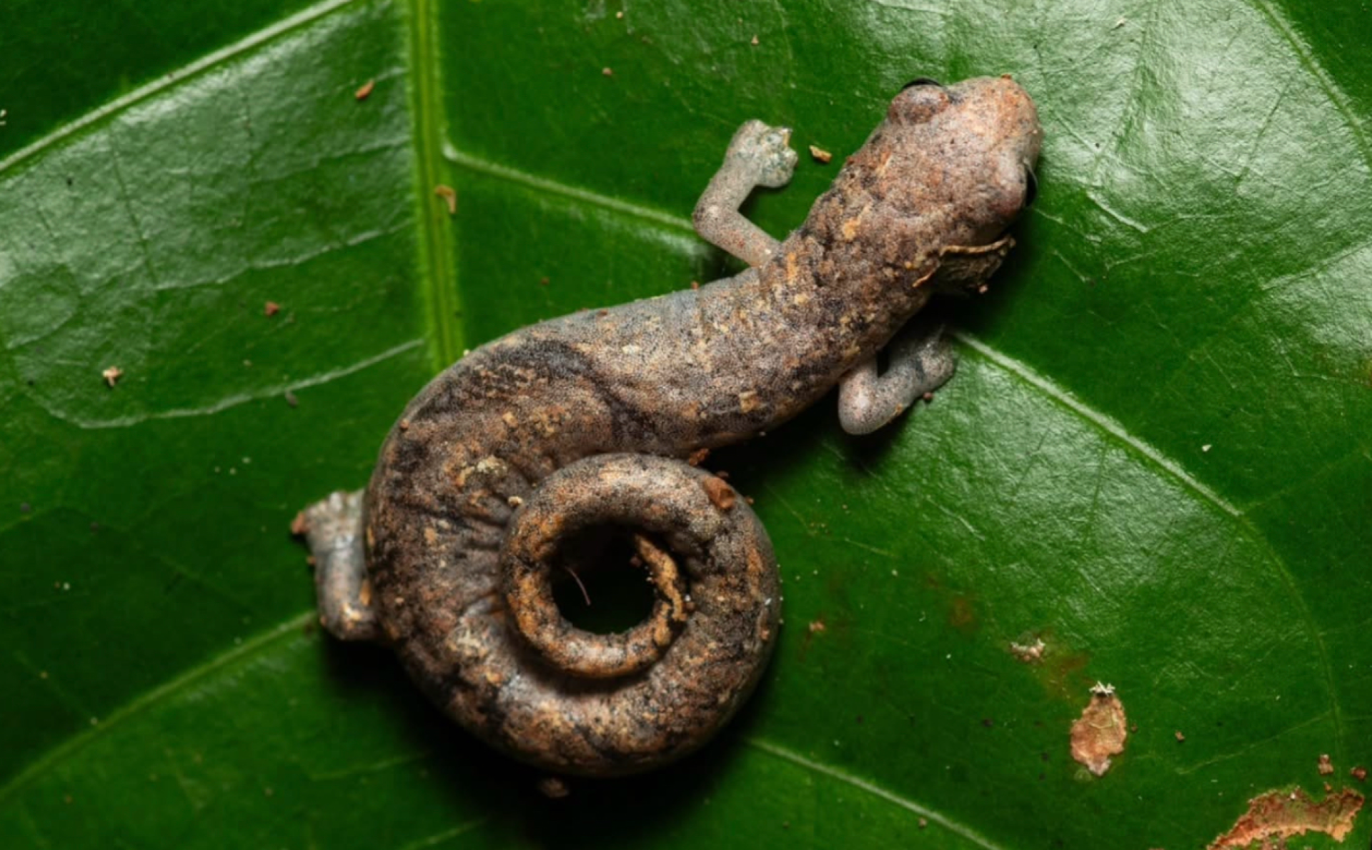 Chameleon Salamander