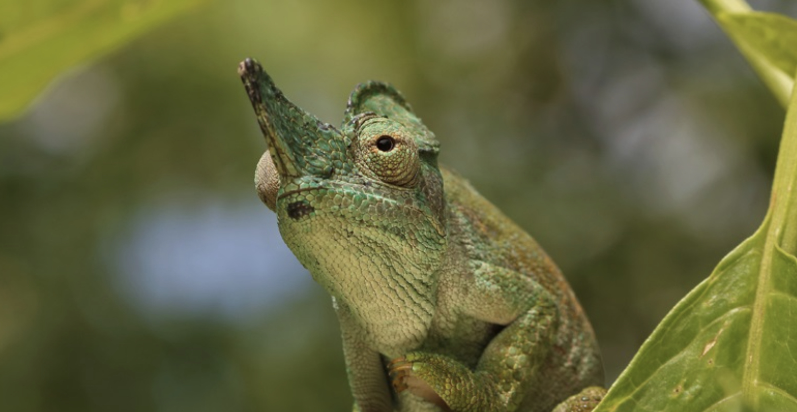 Courtesy of Laura & Bobby Bok, www.herpsafari.nl