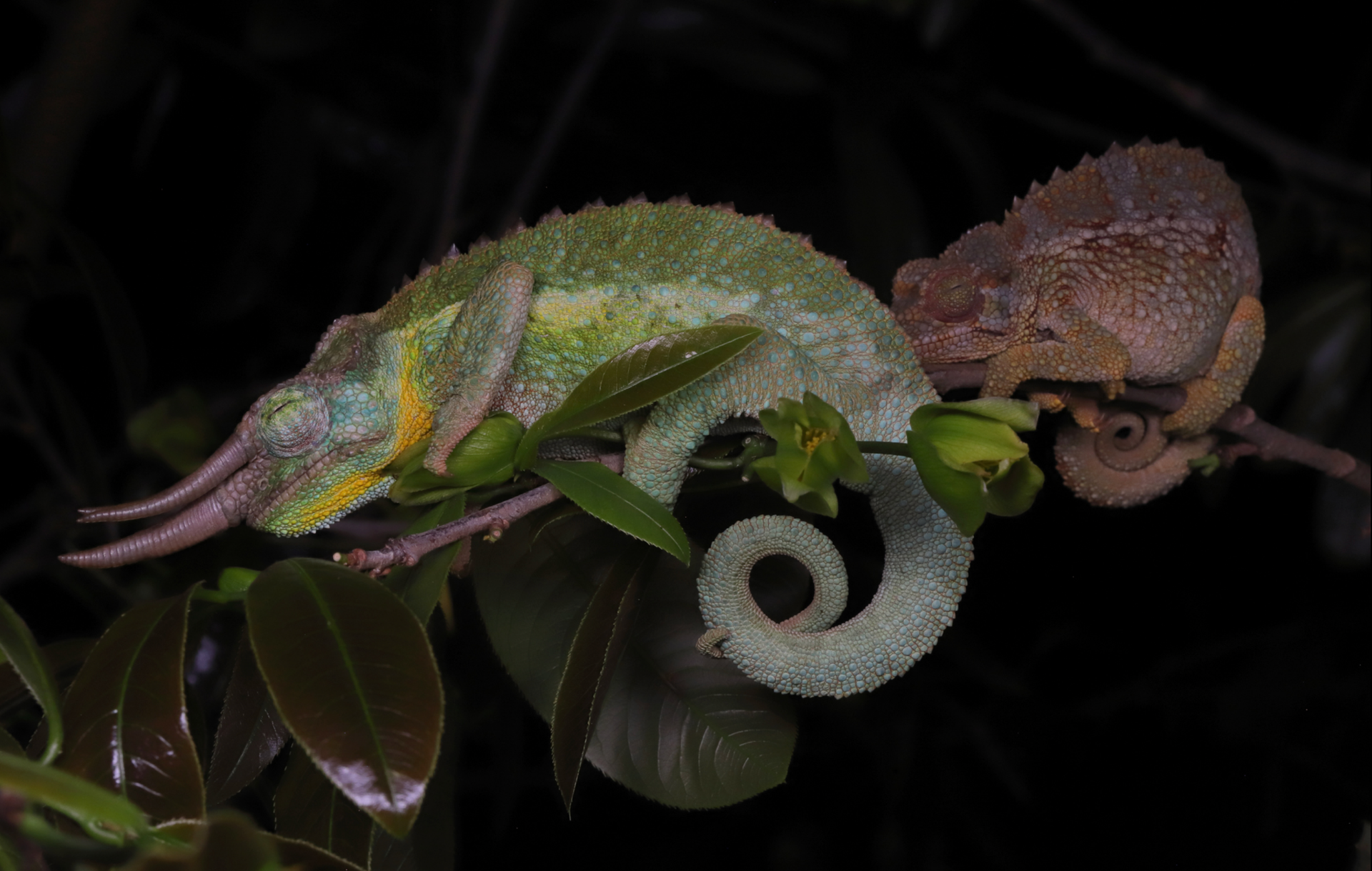 Courtesy of Laura & Bobby Bok, www.herpsafari.nl