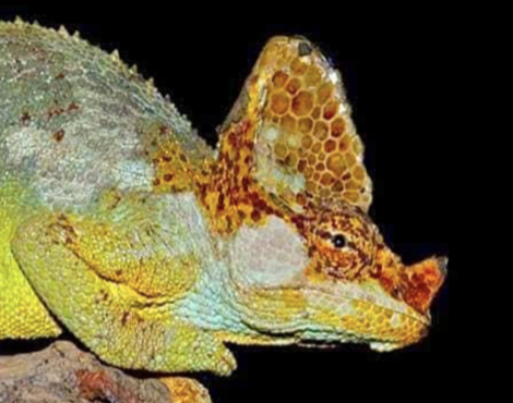 Kinyongia carpenteri