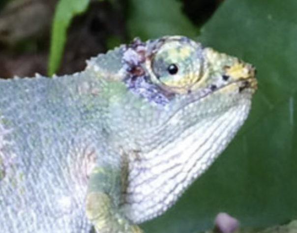 Kinyongia rugegensis