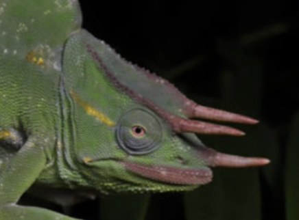 Trioceros deremensis