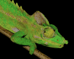 Furcifer belalandaensis